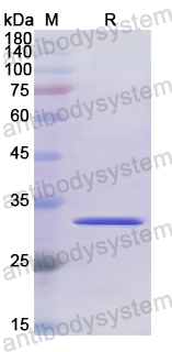 Recombinant Human AQP7 Protein, N-GST