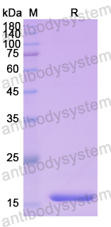 Recombinant Human NDUFAB1 Protein, N-His