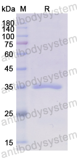 Recombinant Human CXCL11/I-TAC Protein, N-GST