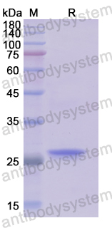 Recombinant Human CD203c/ENPP3 Protein, N-His