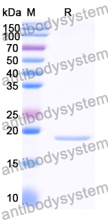 Recombinant Human ABLIM1 Protein, N-His-SUMO