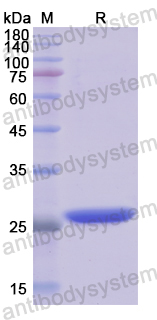 Recombinant Human TOR1A Protein, N-His