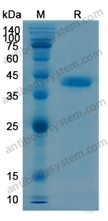 Recombinant Human CD156c/ADAM10 Protein, N-His