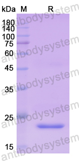 Recombinant Human PTGES Protein, N-His