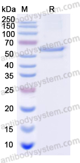 Recombinant Human TERT Protein, N-GST