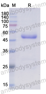 Recombinant Human CD262/TNFRSF10B/TRAIL-R2 Protein, N-GST