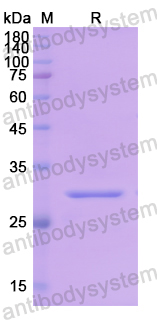 Recombinant Human CD254/RANKL/TNFSF11 Protein, N-His