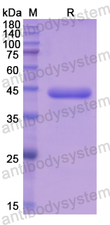 Recombinant Human MSTN Protein, N-His