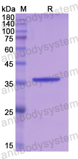 Recombinant Human CAPN9 Protein, N-His