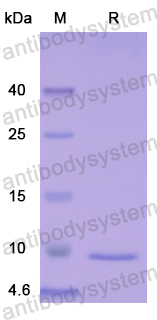 Recombinant Human EREG Protein, N-His