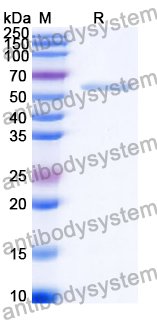 Recombinant Human CLGN/Calmegin Protein, N-His