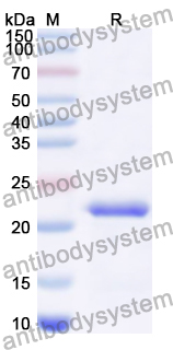Recombinant Human ZNF263 Protein, N-His