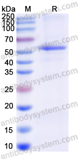 Recombinant Human SEMA3E Protein, N-His