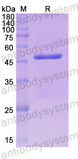 Recombinant Human SMAD7 Protein, N-His