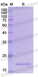 Recombinant Human ANGPT2 Protein, N-His