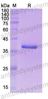 Recombinant Human PLSCR1 Protein, N-His