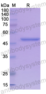 Recombinant Human SMAD9 Protein, N-GST