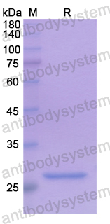 Recombinant Human GSTA4 Protein, N-His