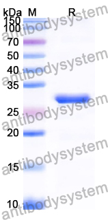 Recombinant Human NKRF Protein, N-His