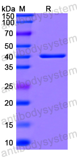 Recombinant Human VGF Protein, N-GST