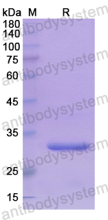 Recombinant Human DEFB4A Protein, N-GST