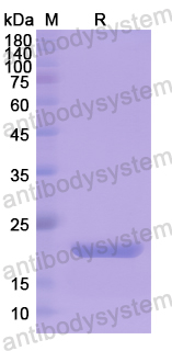 Recombinant Human HMGB3 Protein, N-His