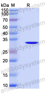 Recombinant Human GPR37 Protein, N-GST & C-His
