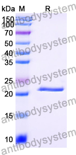 Recombinant Human EIF3H Protein, N-His