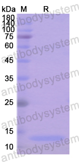 Recombinant Human CD170/SIGLEC5 Protein, N-His