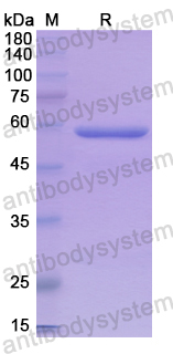 Recombinant Human NCAM2 Protein, N-GST