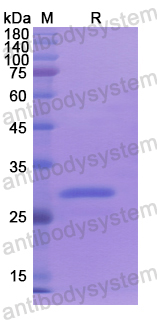 Recombinant Human ABCC3 Protein, N-His