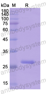 Recombinant Human ABCC4 Protein, N-His