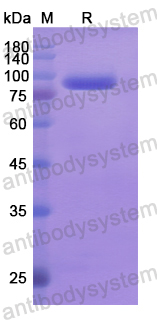 Recombinant Human CD283/TLR3 Protein, N-His