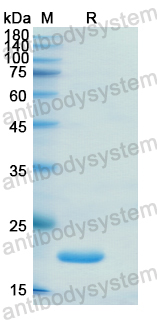 Recombinant Human FLIP/CFLAR Protein, N-His