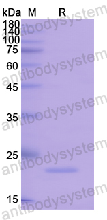 Recombinant Human FGF10 Protein, N-His