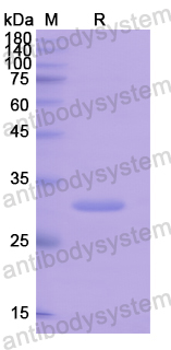 Recombinant Human CYP27B1 Protein, N-His