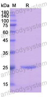 Recombinant Human PER1 Protein, N-His