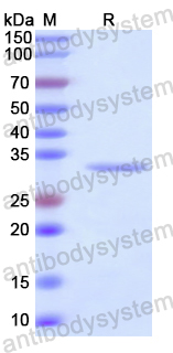 Recombinant Human P2RX6 Protein, N-His
