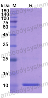 Recombinant Human PLXNB1 Protein, N-His