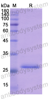 Recombinant Human KLK10 Protein, N-His