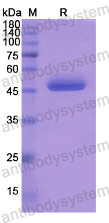 Recombinant Human SPINT2 Protein, N-GST