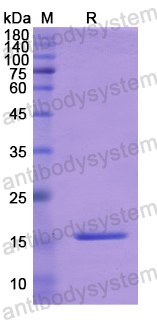 Recombinant Human TGFB1I1 Protein, N-His