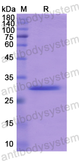 Recombinant Human AQP9 Protein, N-GST