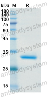 Recombinant Human MAP3K7 Protein, N-His