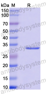 Recombinant Human FGF16 Protein, N-His-SUMO