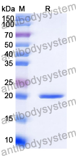 Recombinant Human FGF16 Protein, None