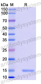 Recombinant Human HNRNPR Protein, N-His