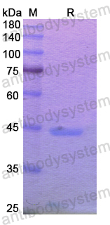 Recombinant Human MGAM/MGA Protein, N-His