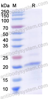 Recombinant Human KLF4 Protein, N-His