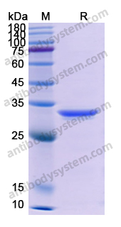 Recombinant Human CD133/PROM1 Protein, N-His